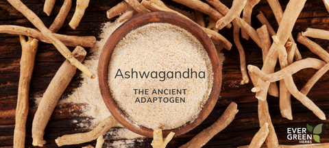 Ashwagandha: The Ancient Adaptogen