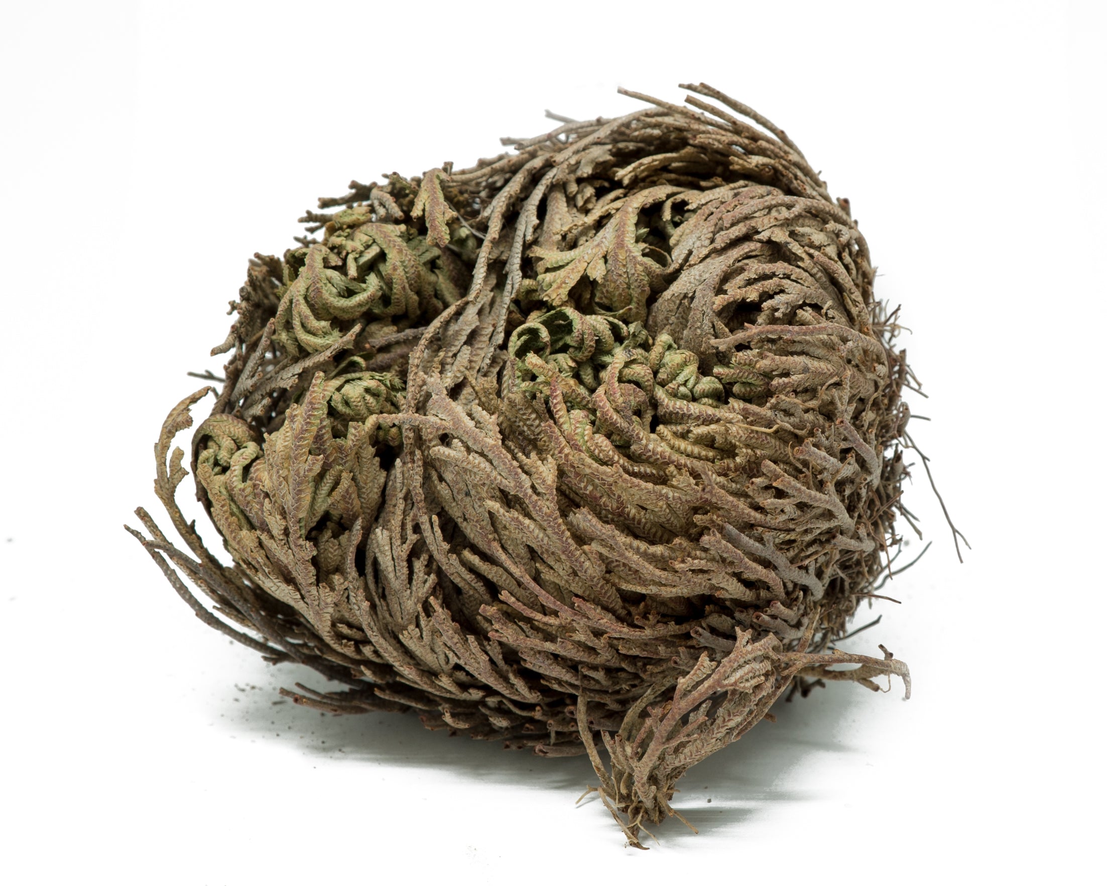 ROSE OF JERICHO Resurrection Plant For Blessings, Joy & Abundance. –